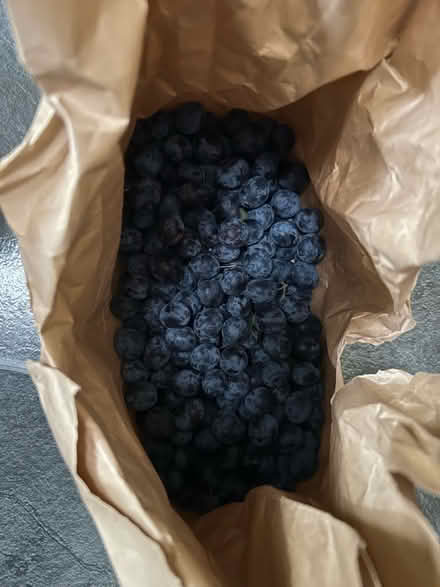 Photo of free 2 kilos damsons second bag (Shenley Fields B29) #1