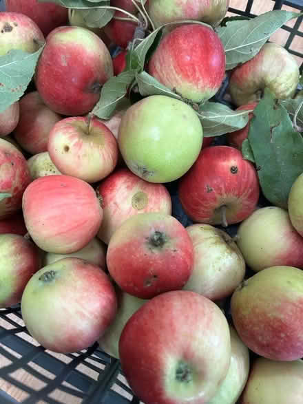 Photo of free 4 kilo eating apples (Shenley Fields B29) #2