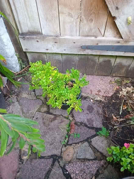 Photo of free Lonicera plant (Eastbourne BN20) #1