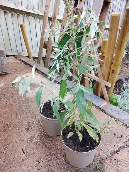 Photo of free 2 self seeded buddleia plants (Landport BN7) #1