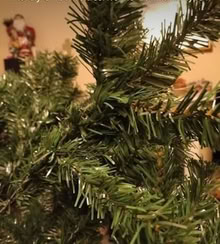 Photo of free Christmas Tree (Shirley B90) #1
