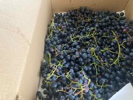 Photo of free Grapes for wine making (Clayton le Woods PR6) #2