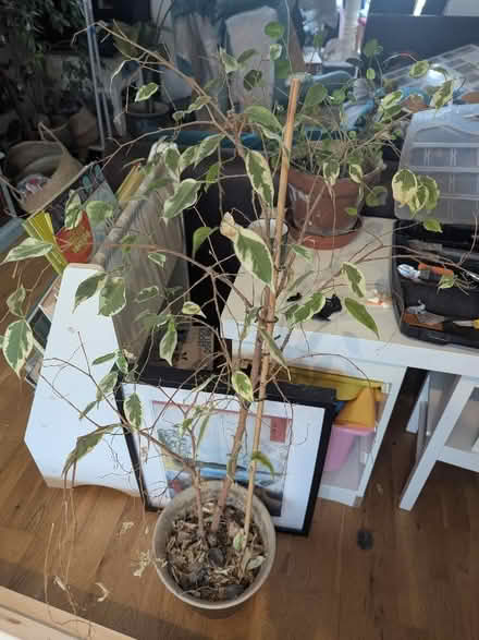 Photo of free tree (Frenchay BS16) #1