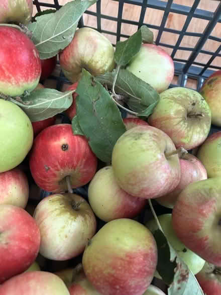 Photo of free 4 kilo eating apples (Shenley Fields B29) #3