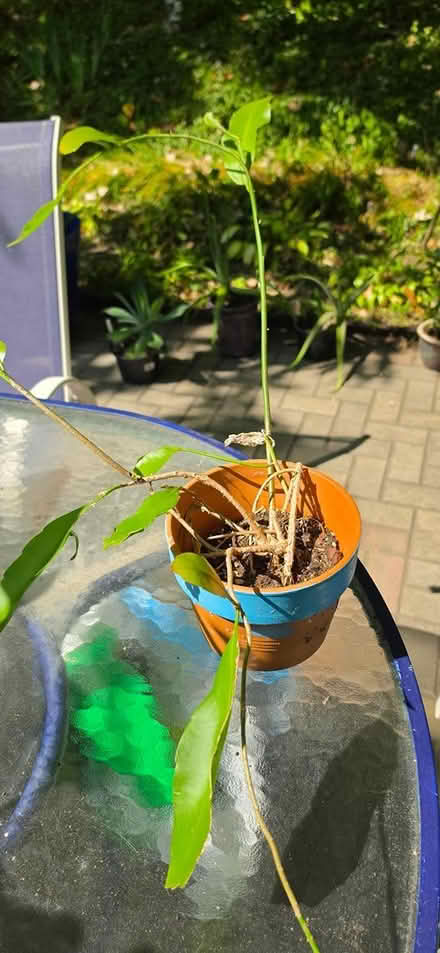 Photo of free night flower cactus (13 1/2 and Farmington) #1