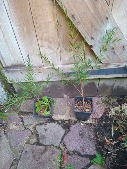 Photo of free Bottle brush plants (Eastbourne BN20) #1