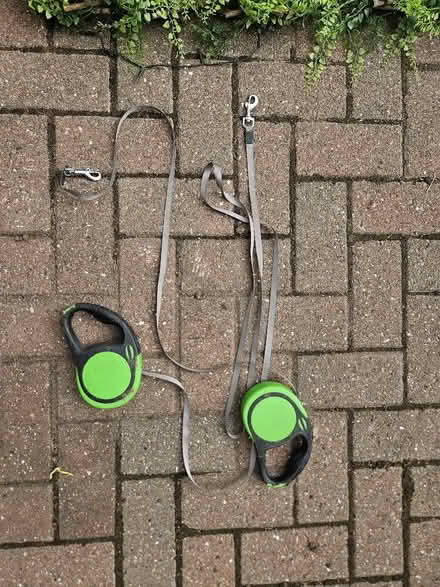 Photo of free 2 No. Dog leads (Sunniside NE16) #1