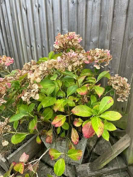 Photo of free Pink Hydrangea (Kingsway BA2) #2
