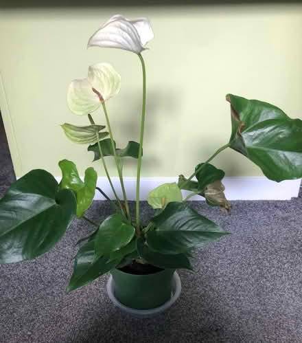 Photo of free White Anthurium (Cherry Hinton CB1) #1