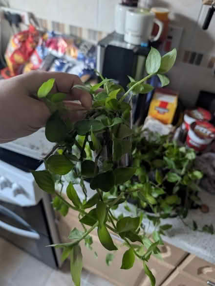 Photo of free Tradescantia (Inch Plant) cuttings/rooted plants – 9 a (Belle Vue WF1) #2