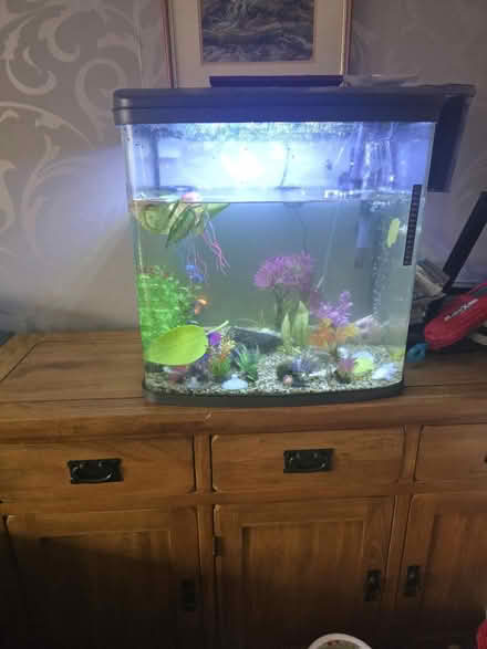 Photo of free Tropical fish. Tank (Craven arms) #1