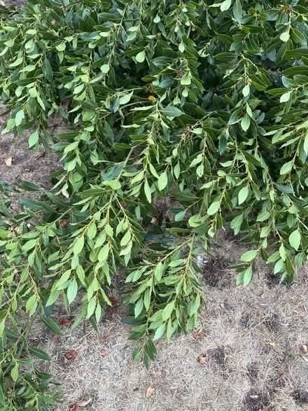 Photo of free Fresh bay leaves (Norbury CR7) #1