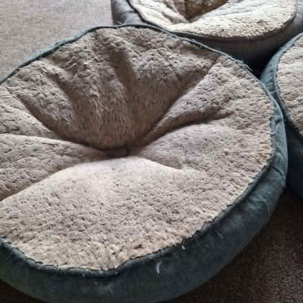 Photo of free Cat/Dog beds (Seaside BN22) #2