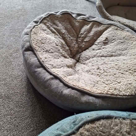 Photo of free Cat/Dog beds (Seaside BN22) #4