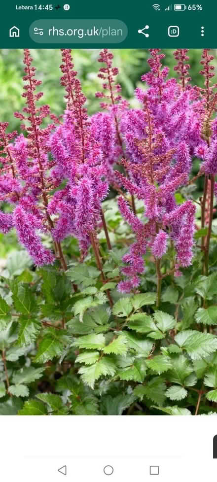 Photo of free Astillbe plants (Penrith CA11) #2