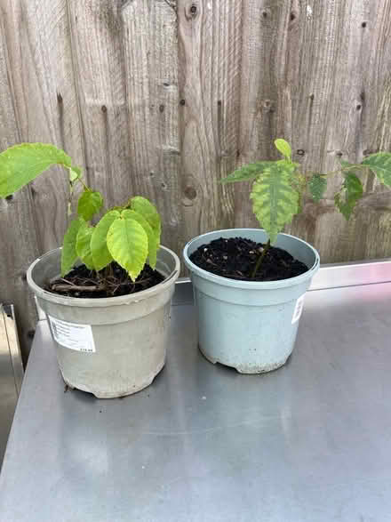 Photo of free Walnut Tree Saplings (Kingsway BA2) #1