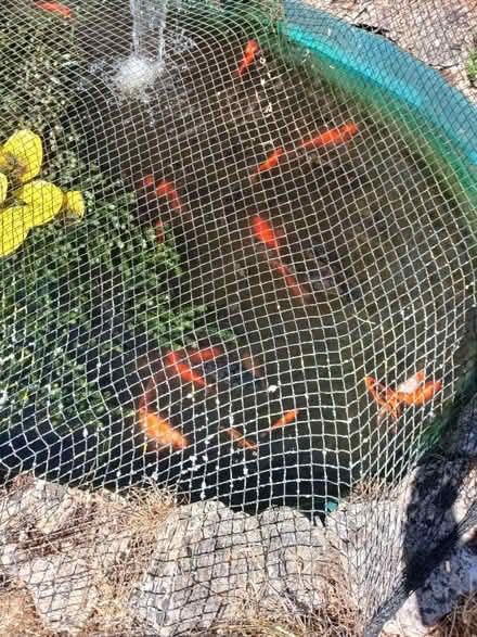 Photo of free Pond Goldfish (Torquay TQ2) #1