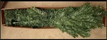 Photo of free Christmas Tree (Shirley B90) #2