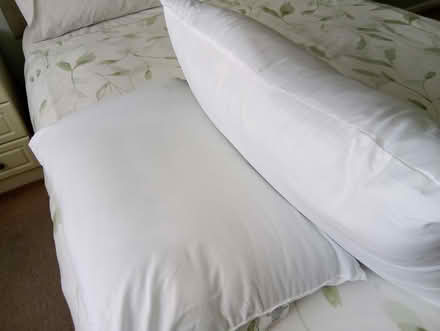 Photo of free Brand new M&S pillows (Heacham PE31) #1