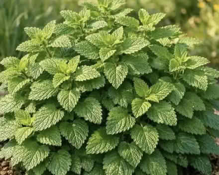 Photo of Lemon balm plant (Weston BA1) #1