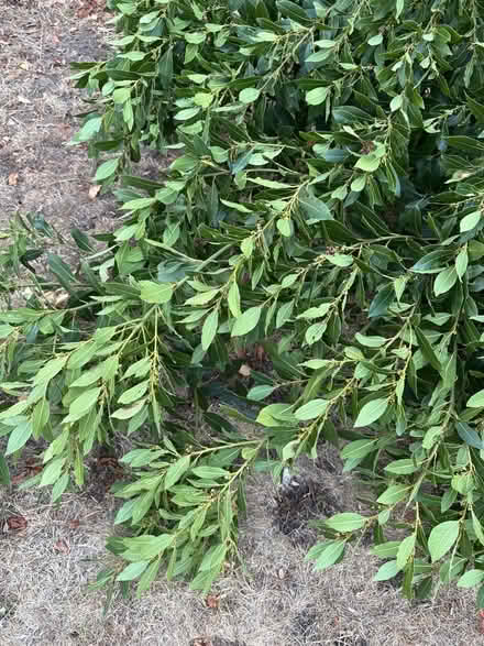 Photo of free Fresh bay leaves (Norbury CR7) #4