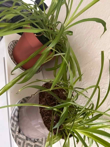Photo of free 2 spider plants (Bannockburn FK7) #1