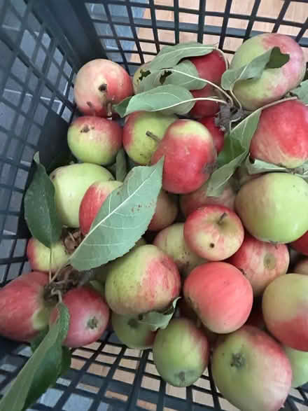 Photo of free 4 kilo eating apples (Shenley Fields B29) #4