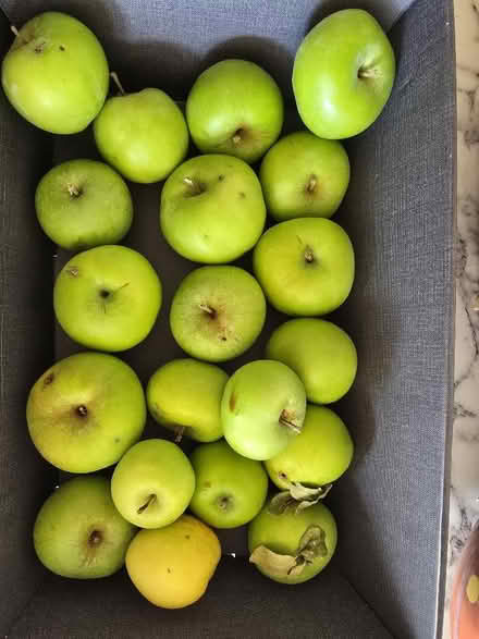 Photo of free Cooking apples (Kennington OX1) #1