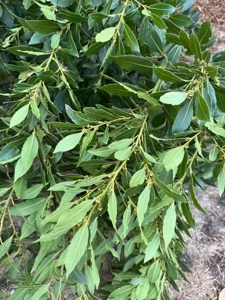 Photo of free Fresh bay leaves (Norbury CR7) #2