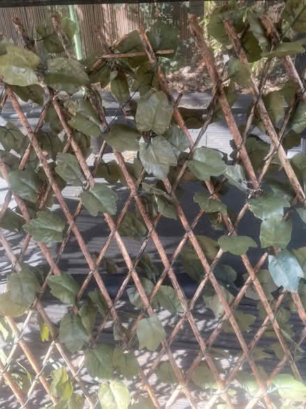 Photo of free Expandable trellis with faux ivy (Garston WD25) #1