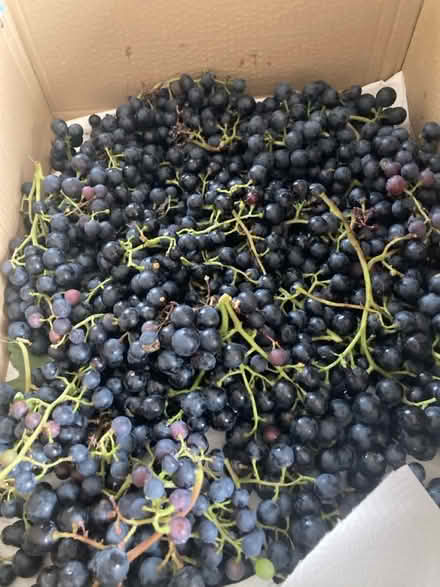 Photo of free Grapes for wine making (Clayton le Woods PR6) #1