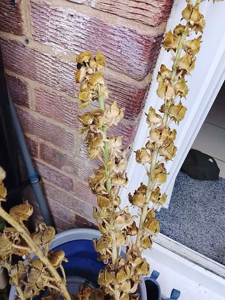 Photo of free Hollyhock seeds (Landport BN7) #1