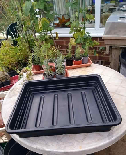 Photo of free Large C-thru Covered Seed Tray (Thorpe Bay, SS1) #2
