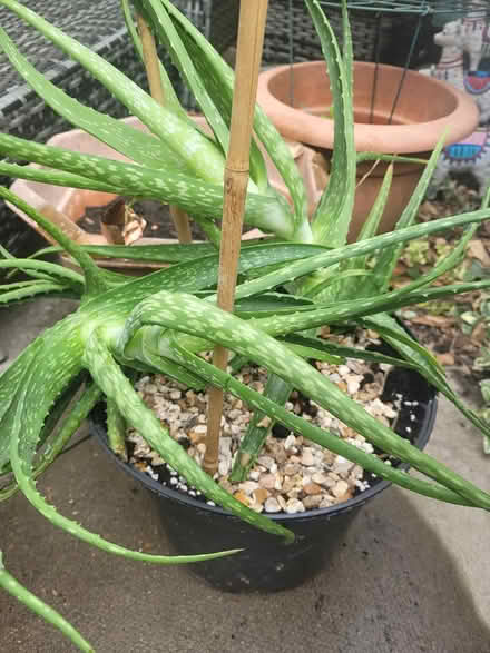 Photo of free Aloe Vera plants (Epsom kt19) #1