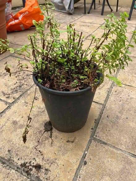 Photo of free Mint (Kingsway BA2) #1