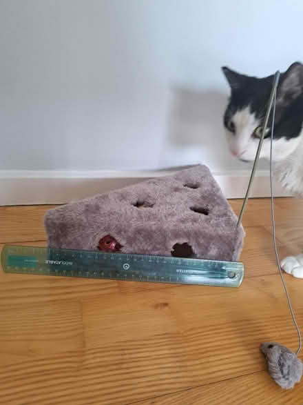 Photo of free Cat toys (Rotherhithe SE16) #1