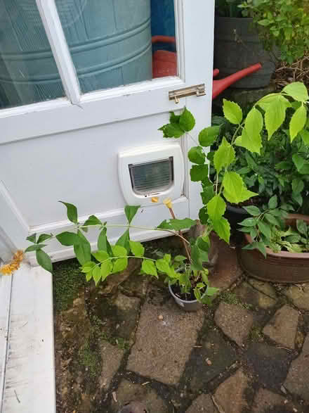 Photo of free Small shrub (Eastbourne BN20) #1