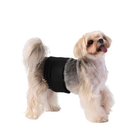 Photo of free Unused reusable male dog wrap (TA14 6QW stoke sub hamdon) #2
