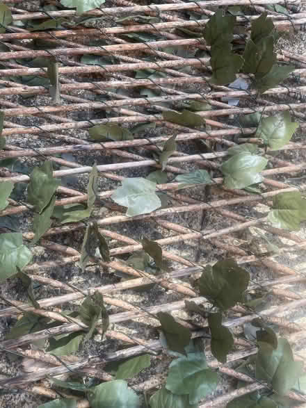 Photo of free Expandable trellis with faux ivy (Garston WD25) #2