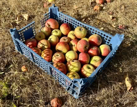 Photo of free Apples (cooking and eating apples) (Hatfield AL10) #1