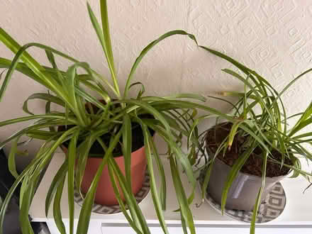 Photo of free 2 spider plants (Bannockburn FK7) #2