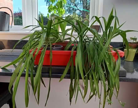 Photo of free Green spider plants (Lodge Moor S10) #1