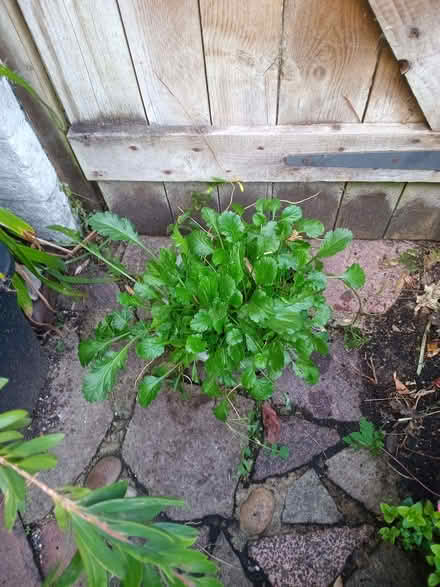 Photo of free Oxeye daisy plant (Eastbourne BN20) #1
