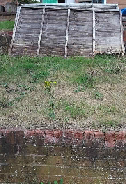 Photo of free Three 6ftX4ft olf/used fence panels (Wordsley DY8) #2