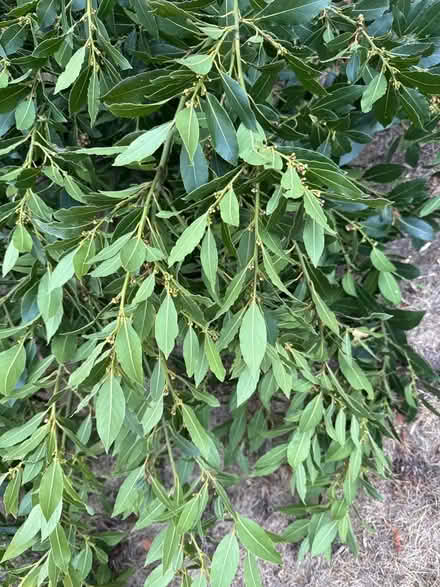 Photo of free Fresh bay leaves (Norbury CR7) #3