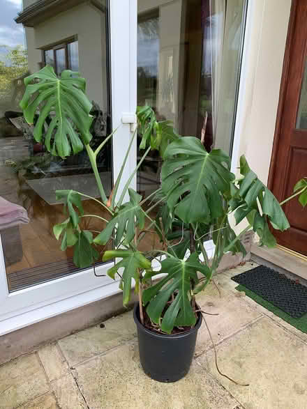 Photo of free Large Monastera plant (Gargrave Skipton BD23) #2