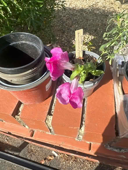 Photo of free Plants, pots, pens etc (CO4 9 Colchester) #4