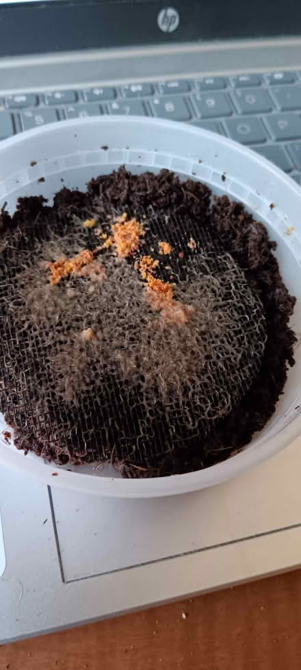 Photo of free grindal worms (melrose) #1