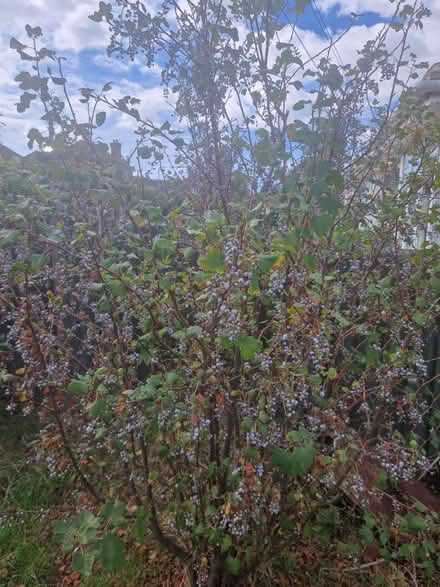 Photo of free Blackcurrants (Bexhill TN39) #1