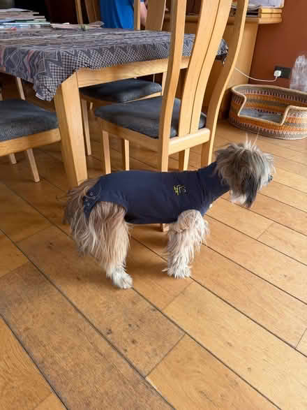 Photo of free 2x Dog T-Shirt Small (Cumnor OX2) #4